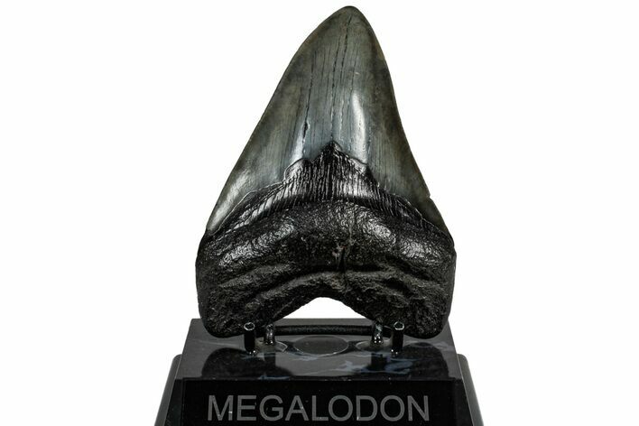 Fossil Megalodon Tooth - South Carolina #307436